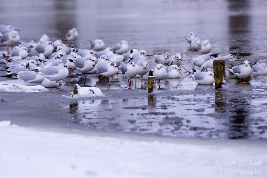 Seagull_nature_winter_scenery_Landscape_Photography_007_Canon_EOS_5D_Mark_IV.JPG