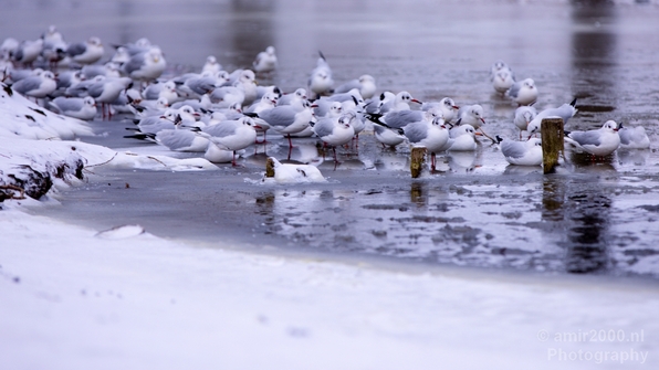 Seagull_nature_winter_scenery_Landscape_Photography_008_Canon_EOS_5D_Mark_IV.JPG