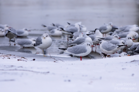 Seagull_nature_winter_scenery_Landscape_Photography_009_Canon_EOS_5D_Mark_IV.JPG