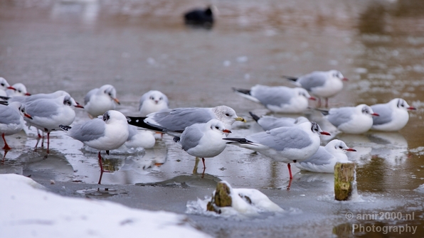 Seagull_nature_winter_scenery_Landscape_Photography_010_Canon_EOS_5D_Mark_IV.JPG