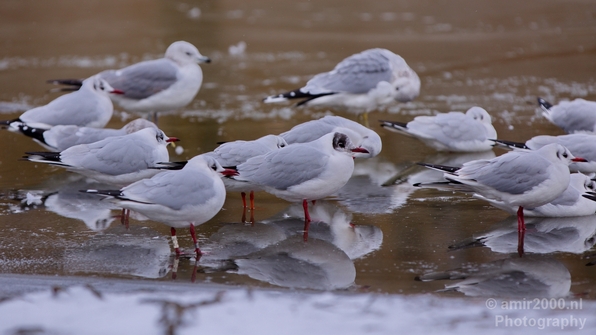 Seagull_nature_winter_scenery_Landscape_Photography_012_Canon_EOS_5D_Mark_IV.JPG