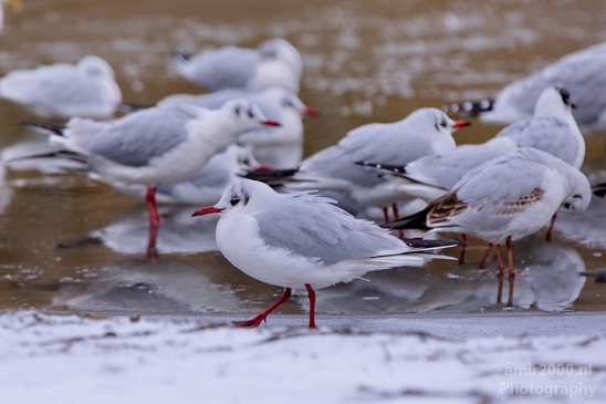 Seagull_nature_winter_scenery_Landscape_Photography_013_Canon_EOS_5D_Mark_IV.JPG