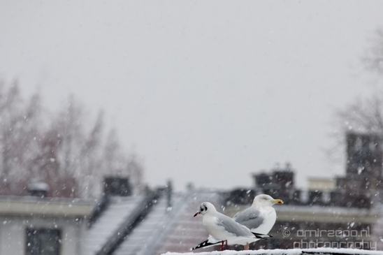 Seagull_nature_winter_scenery_Landscape_Photography_014_Canon_EOS_5D_Mark_IV.JPG