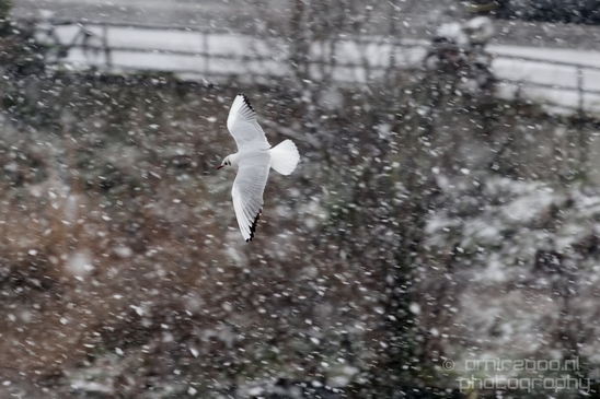 Seagull_nature_winter_scenery_Landscape_Photography_015_Canon_EOS_5D_Mark_IV.JPG