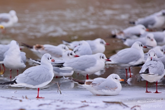 Seagull_nature_winter_scenery_Photography_Landscape_001_Canon_EOS_5D_Mark_IV.JPG