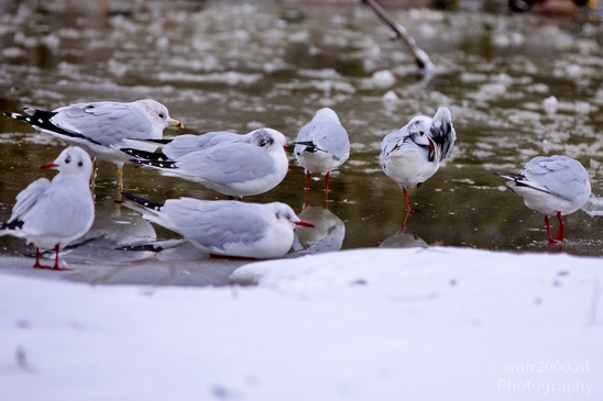 Seagull_nature_winter_scenery_Photography_Landscape_002_Canon_EOS_5D_Mark_IV.JPG