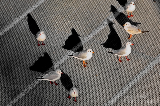 Seagull_pigeon_and_shadow_nature_street_Landscape_Photography_001_Canon_EOS_5D_Mark_IV.JPG