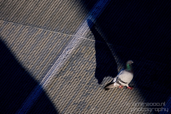 Seagull_pigeon_and_shadow_nature_street_Landscape_Photography_002_Canon_EOS_5D_Mark_IV.JPG