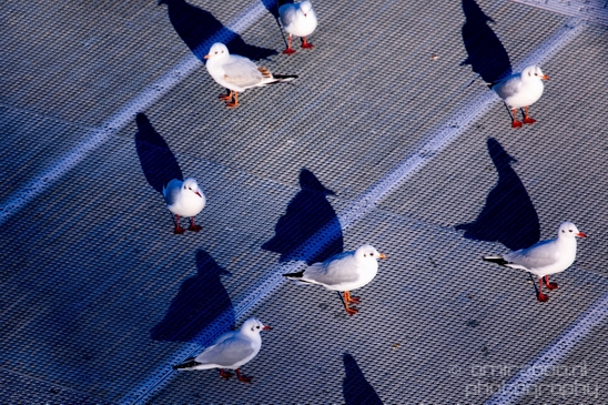 Seagull_pigeon_and_shadow_nature_street_Landscape_Photography_003_Canon_EOS_5D_Mark_IV.JPG