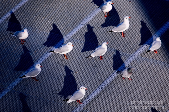 Seagull_pigeon_and_shadow_nature_street_Landscape_Photography_004_Canon_EOS_5D_Mark_IV.JPG