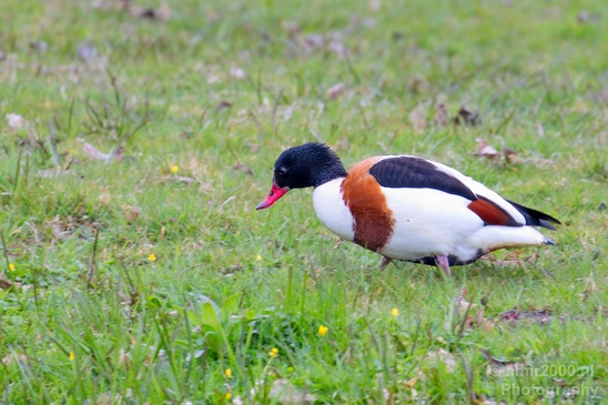 Shelduck_duck_nature_Landscape_Photography_001_Canon_EOS_5D_Mark_IV.JPG