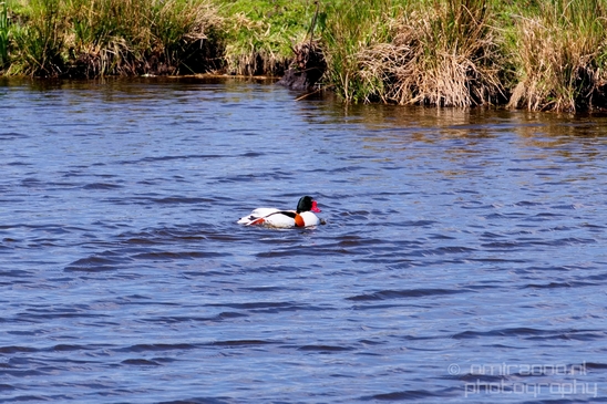 Shelduck_duck_nature_Landscape_Photography_002_Canon_EOS_5D_Mark_IV.JPG