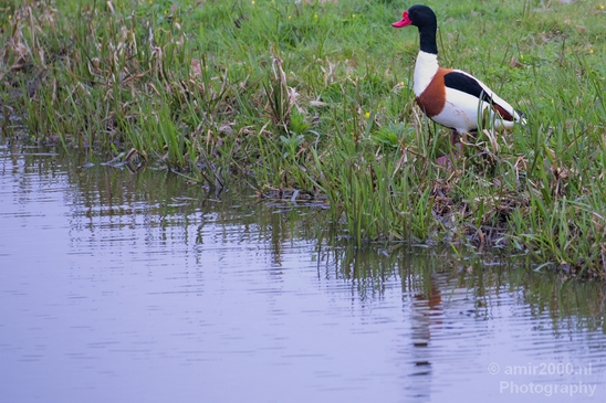 Shelduck_duck_nature_Landscape_Photography_003_Canon_EOS_5D_Mark_IV.JPG