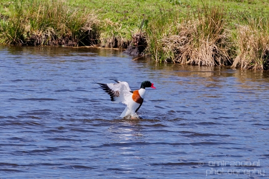 Shelduck_duck_nature_Landscape_Photography_004_Canon_EOS_5D_Mark_IV.JPG