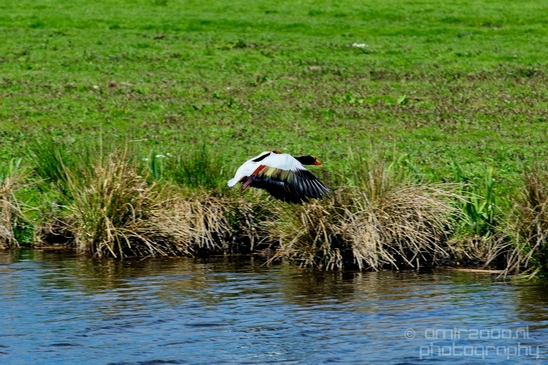 Shelduck_duck_nature_Landscape_Photography_006_Canon_EOS_5D_Mark_IV.JPG