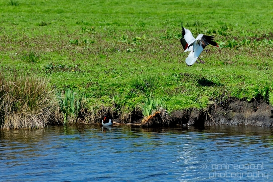 Shelduck_duck_nature_Landscape_Photography_007_Canon_EOS_5D_Mark_IV.JPG