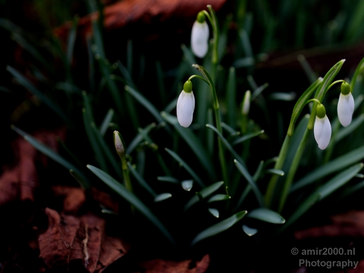 Signs_of_spring_Amsterdam_nature_Netherlands_Landscape_Photography_003_Canon_EOS_5D_Mark_IV.JPG