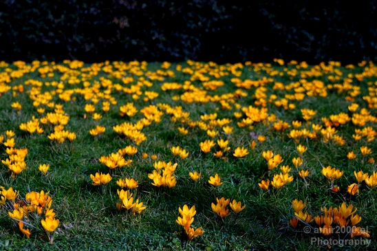 Signs_of_spring_Amsterdam_nature_Netherlands_Landscape_Photography_005_Canon_EOS_5D_Mark_IV.JPG