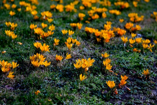 Signs_of_spring_Amsterdam_nature_Netherlands_Landscape_Photography_007_Canon_EOS_5D_Mark_IV.JPG