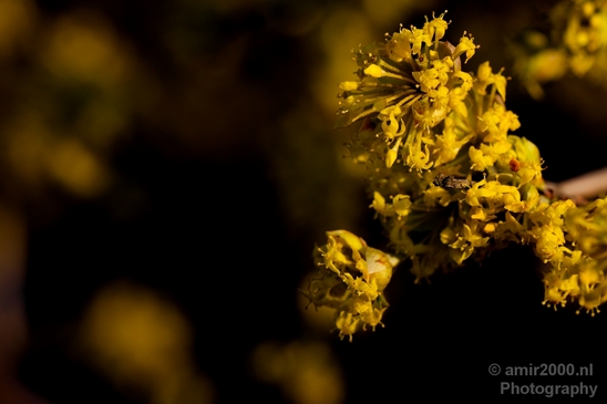 Signs_of_spring_Amsterdam_nature_Netherlands_Landscape_Photography_008_Canon_EOS_5D_Mark_IV.JPG