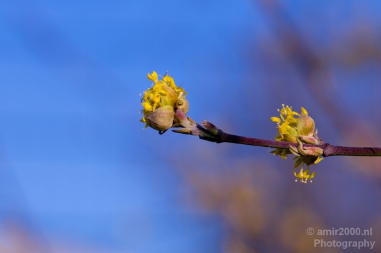 Signs_of_spring_Amsterdam_nature_Netherlands_Landscape_Photography_009_Canon_EOS_5D_Mark_IV.JPG