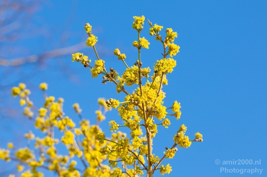 Signs_of_spring_Amsterdam_nature_Netherlands_Landscape_Photography_010_Canon_EOS_5D_Mark_IV.JPG