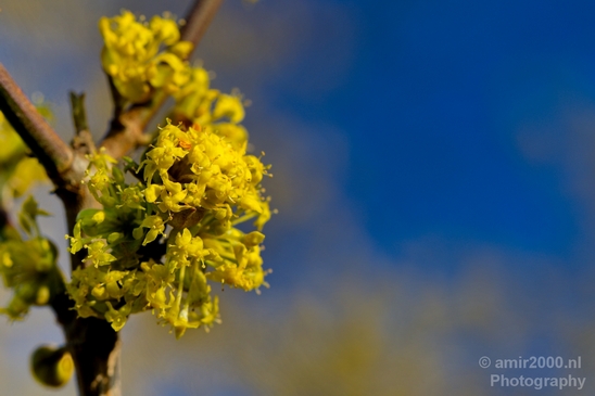 Signs_of_spring_Amsterdam_nature_Netherlands_Landscape_Photography_011_Canon_EOS_5D_Mark_IV.JPG