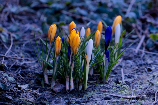Signs_of_spring_Amsterdam_nature_Netherlands_Landscape_Photography_012_Canon_EOS_5D_Mark_IV.JPG