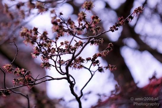 Signs_of_spring_Amsterdam_nature_Netherlands_Landscape_Photography_016_Canon_EOS_5D_Mark_IV.JPG