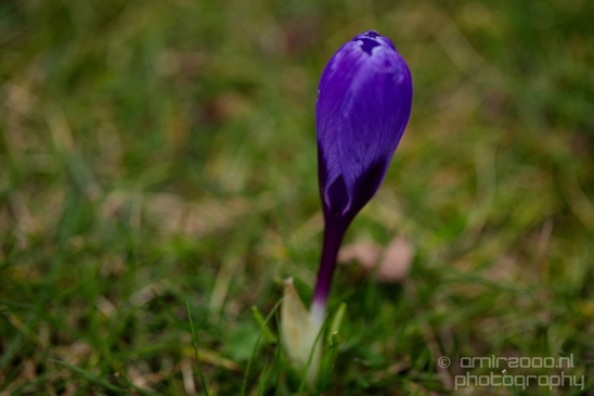 Signs_of_spring_Amsterdam_nature_Netherlands_Landscape_Photography_023_Canon_EOS_5D_Mark_IV.JPG
