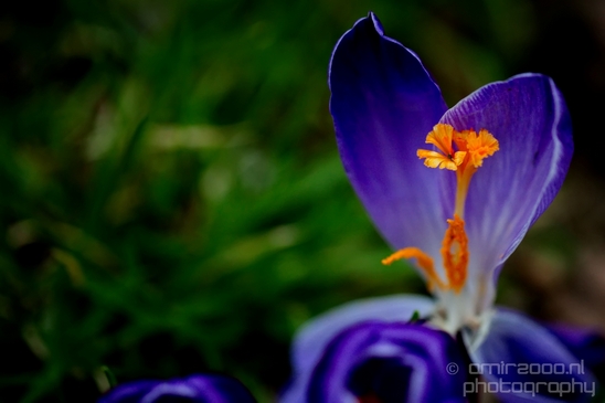 Signs_of_spring_Amsterdam_nature_Netherlands_Landscape_Photography_024_Canon_EOS_5D_Mark_IV.JPG