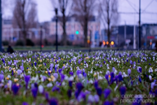 Signs_of_spring_Amsterdam_nature_Netherlands_Landscape_Photography_025_Canon_EOS_5D_Mark_IV.JPG