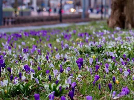 Signs_of_spring_Amsterdam_nature_Netherlands_Landscape_Photography_027_Canon_EOS_5D_Mark_IV.JPG