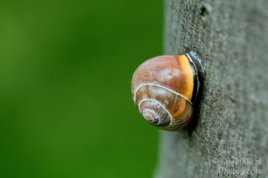 Snail_on_a_tree_Nature_Landscape_Photography_001_Canon_EOS_7D.JPG