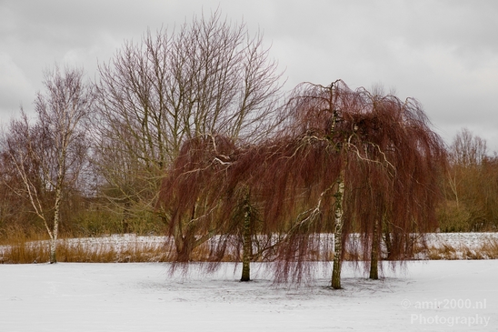 Snow_winter_scenery_north_holland_landscape_nederland_Photography_024_Canon_EOS_5D_Mark_IV.JPG