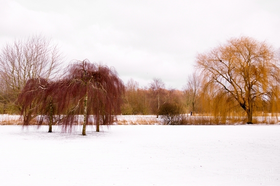 Snow_winter_scenery_north_holland_landscape_nederland_Photography_025_Canon_EOS_5D_Mark_IV.JPG