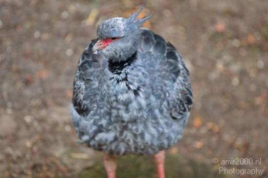 Southern_screamer_Artis_nature_Landscape_Photography_001_Canon_EOS_5D_Mark_IV.JPG