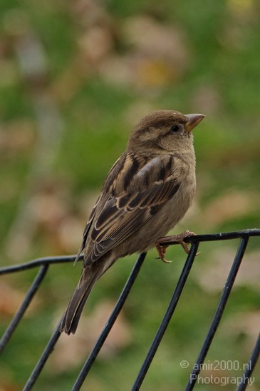Sparrow_Nature_Landscape_Photography_002_Canon_EOS_7D.JPG