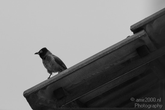 Spectacled_Bulbul_Landscape_Photography_001_Canon_EOS_7D.JPG