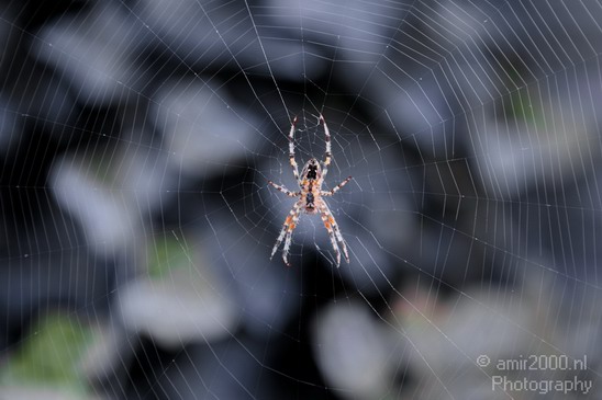 Spider_Nature_Landscape_Photography_001_Canon_EOS_5D_Mark_IV.JPG