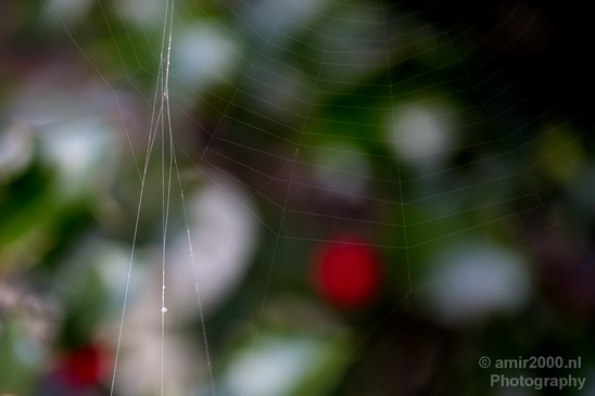 Spider_Nature_Landscape_Photography_002_Canon_EOS_5D_Mark_IV.JPG