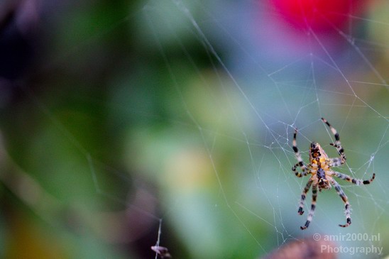 Spider_Nature_Landscape_Photography_003_Canon_EOS_5D_Mark_IV.JPG
