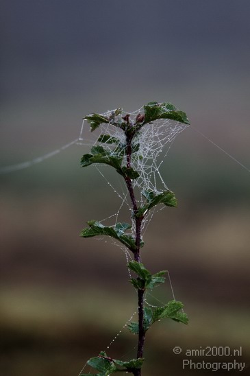 Spider_Web_Nature_Landscape_Photography_001_Canon_EOS_50D.JPG