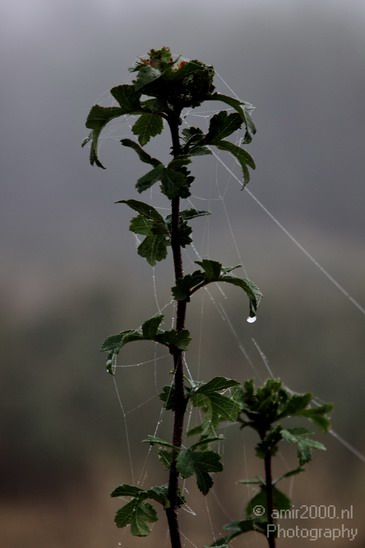Spider_Web_Nature_Landscape_Photography_002_Canon_EOS_50D.JPG