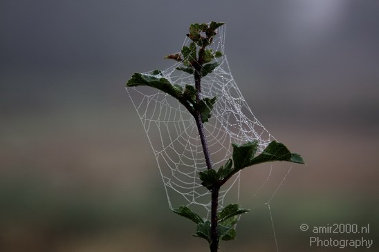 Spider_Web_Nature_Landscape_Photography_003_Canon_EOS_50D.JPG