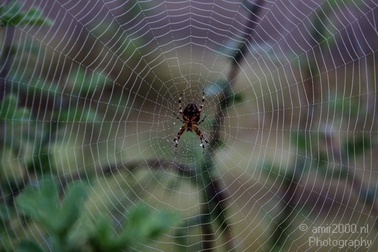 Spider_Web_Nature_Landscape_Photography_004_Canon_EOS_50D.JPG