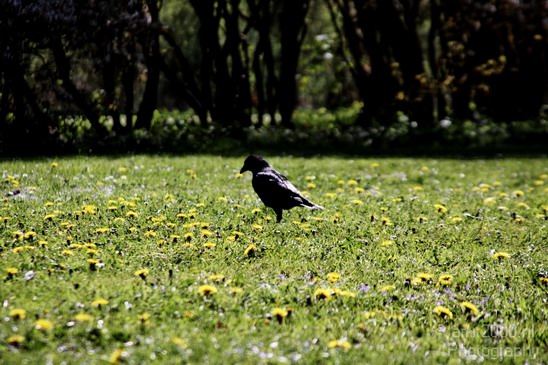 Spring_Landscape_Photography_003_Canon_EOS_50D.JPG