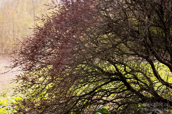 Spring_colors_nature_Landscape_Photography_027_Canon_EOS_5D_Mark_IV.JPG
