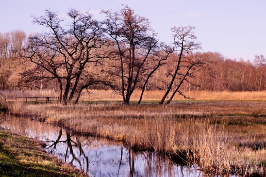 Spring_is_here_nature_landscape_amstelveen_amsterdam_Netherlands_Photography_007_Canon_EOS_5D_Mark_IV.JPG