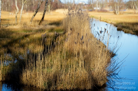 Spring_is_here_nature_landscape_amstelveen_amsterdam_Netherlands_Photography_014_Canon_EOS_5D_Mark_IV.JPG